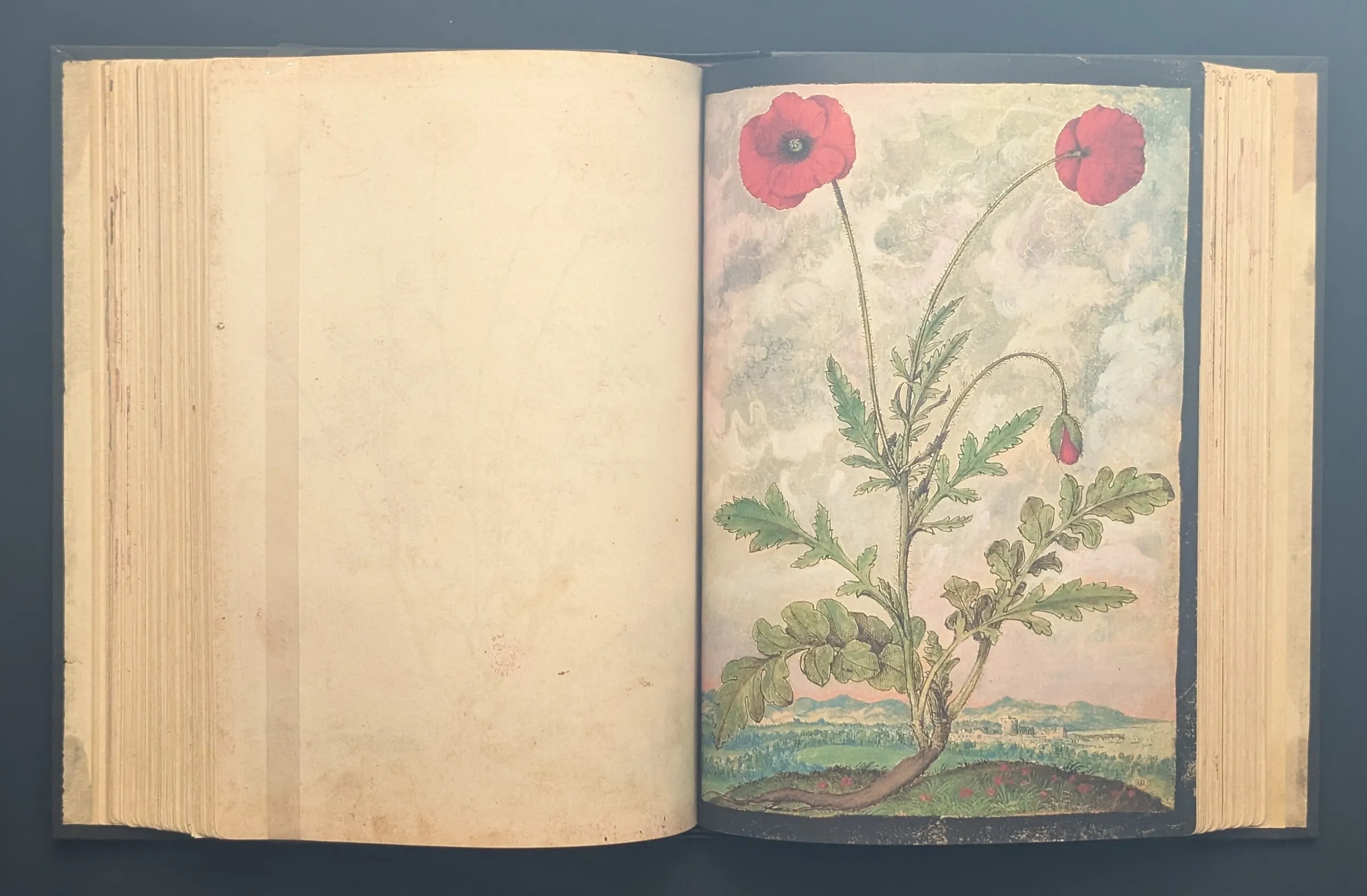 Dioscórides de Cibo y Mattioli folio 107r Amapola