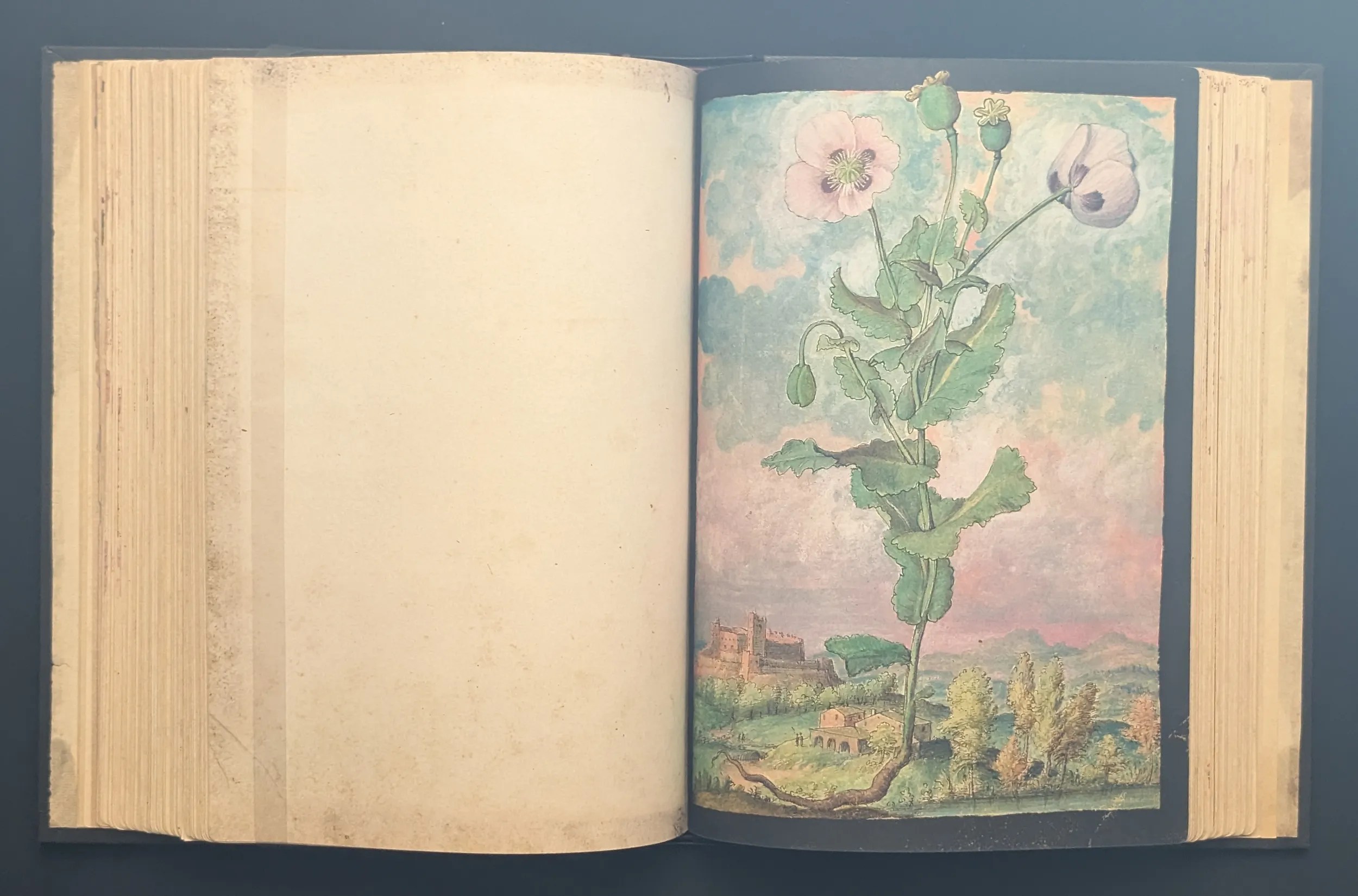 Dioscórides de Cibo y Mattioli folio 108r Adormidera