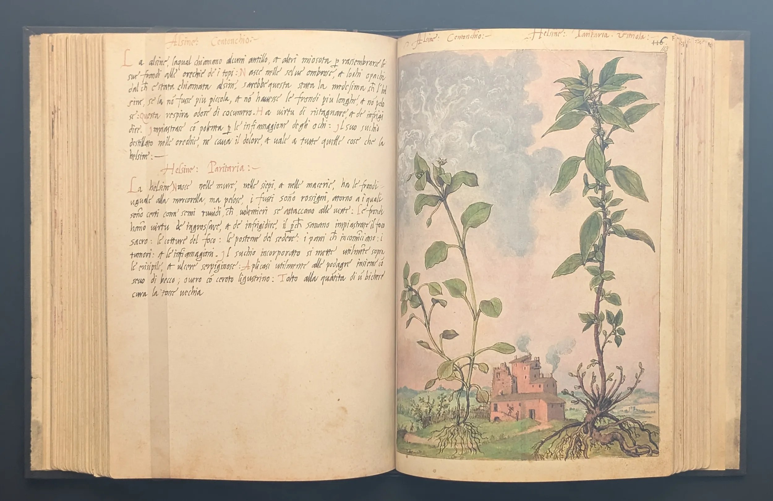 Dioscórides de Cibo y Mattioli folios 112v-113r Pamplina y Parietaria