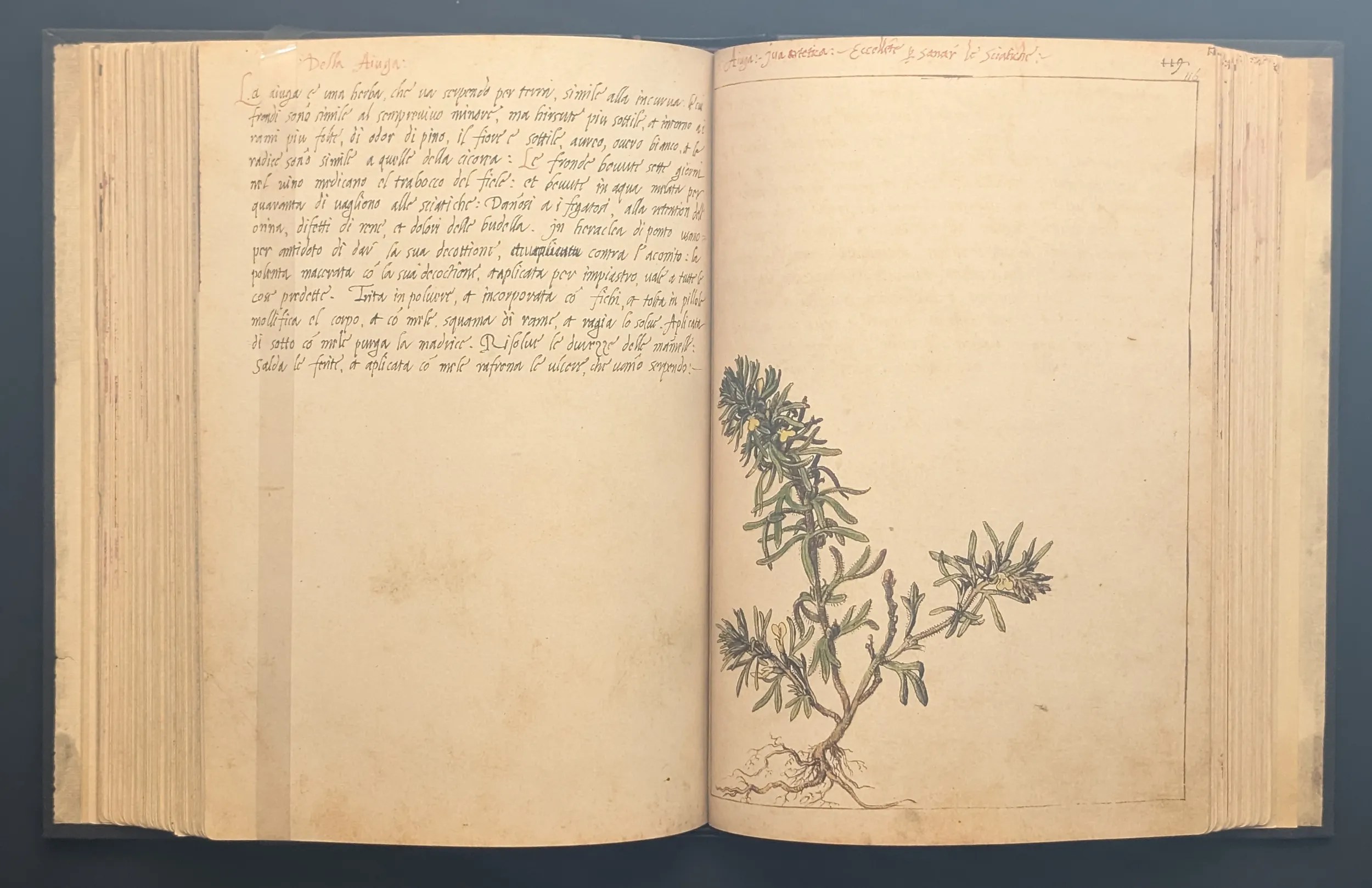 Dioscórides de Cibo y Mattioli folios 115v-116r Pinillo oloroso