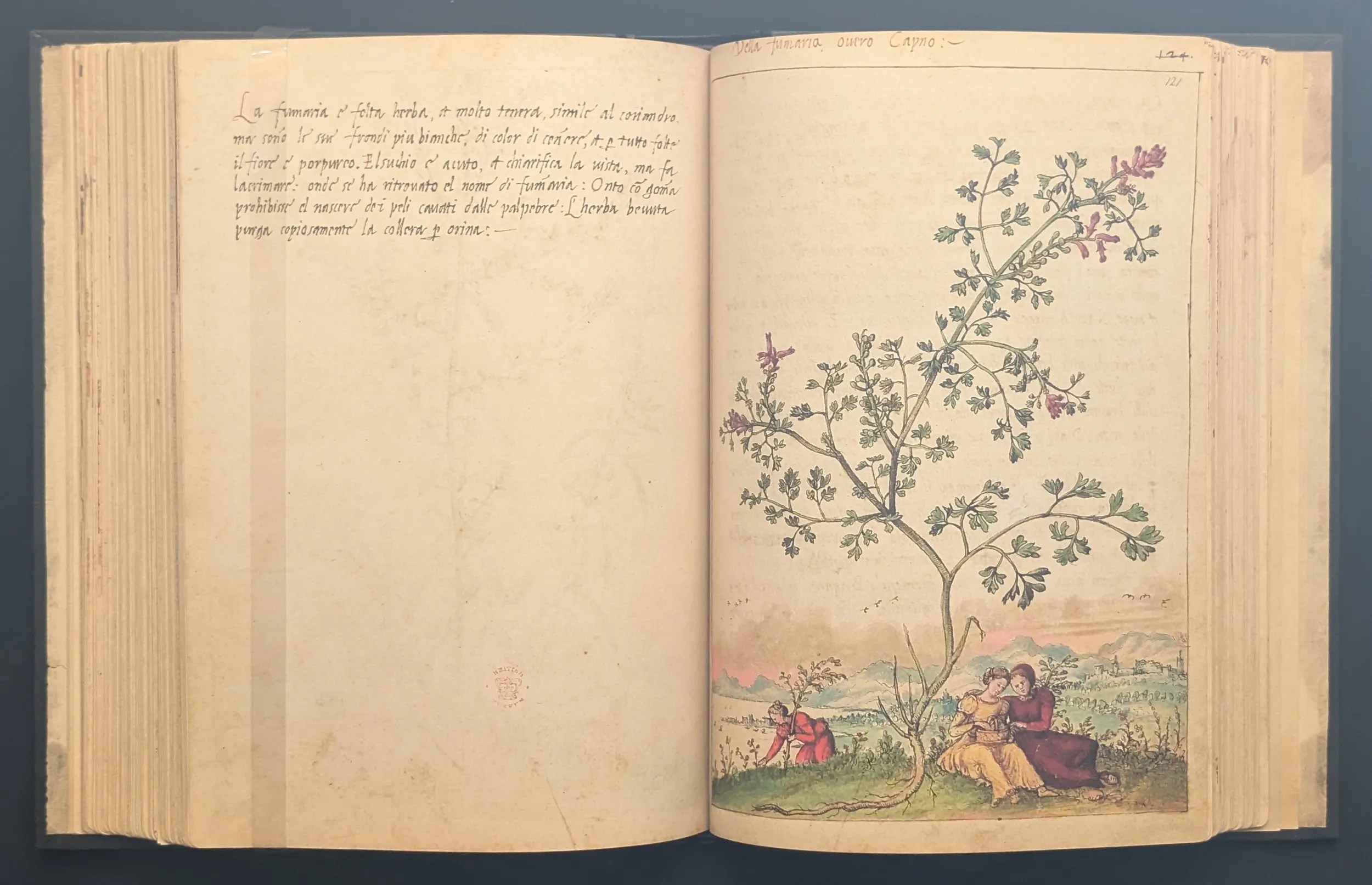 Dioscórides de Cibo y Mattioli folios 120v-121r Palomilla