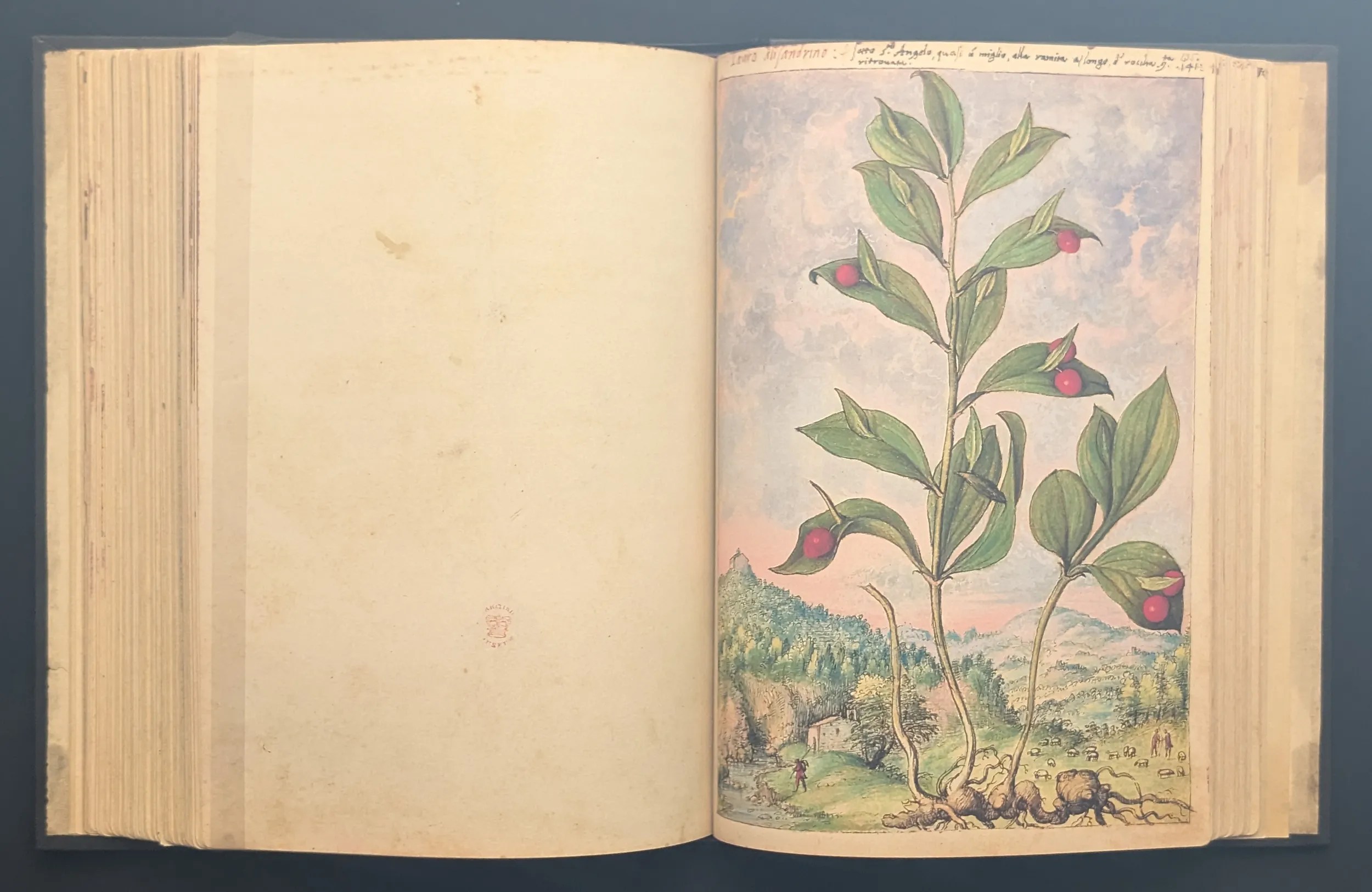 Dioscórides de Cibo y Mattioli folio 135r Laurel de Alejandría