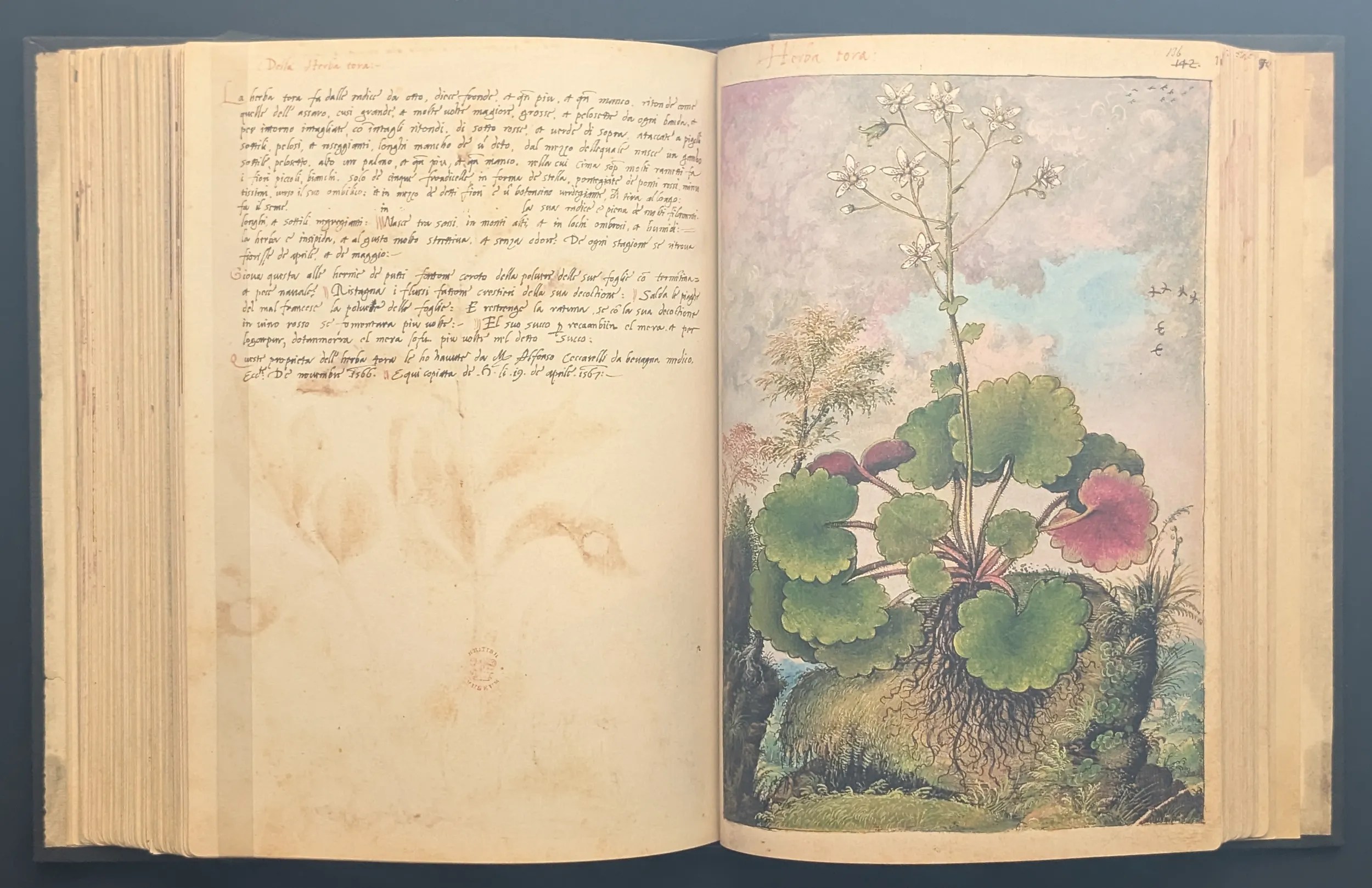 Dioscórides de Cibo y Mattioli folios 135v-136r Saxífraga de hoja redonda