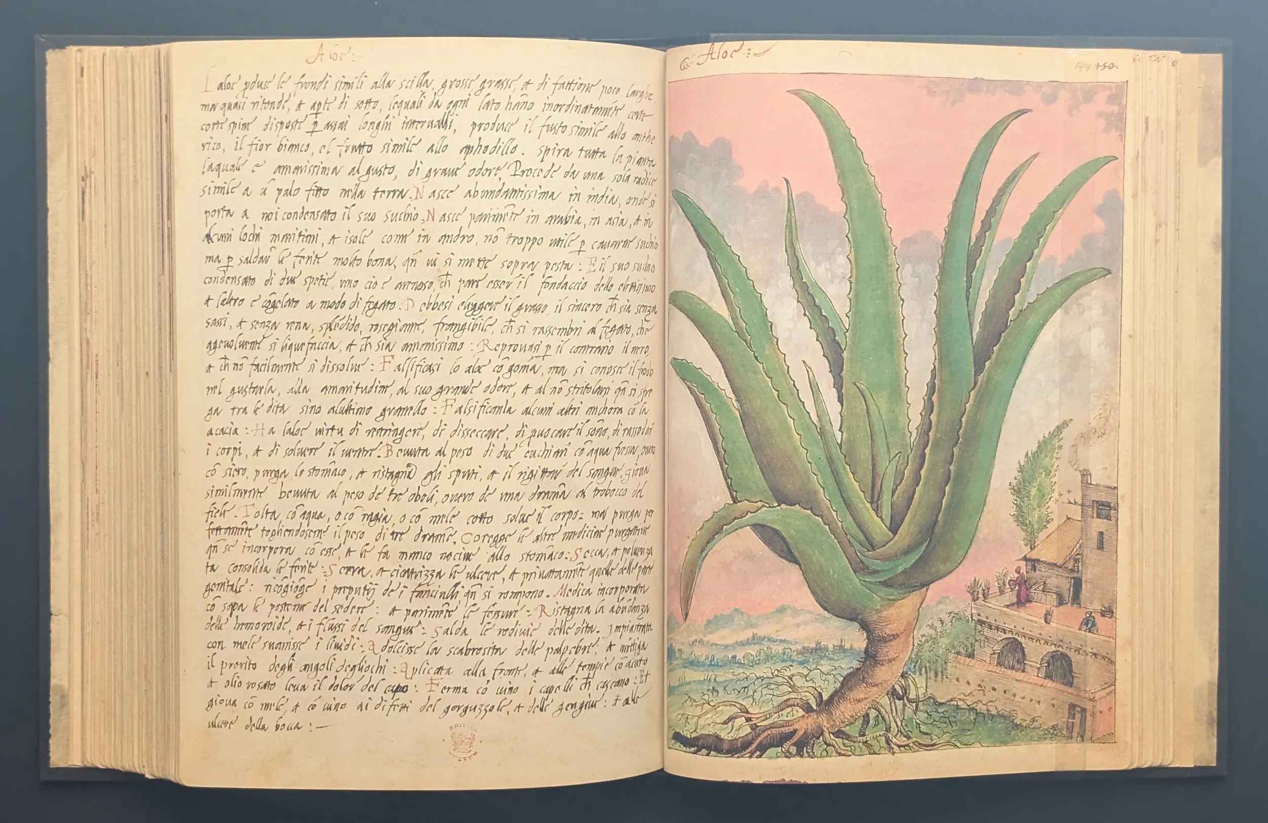 Dioscórides de Cibo y Mattioli folios 143v-144r Aloe