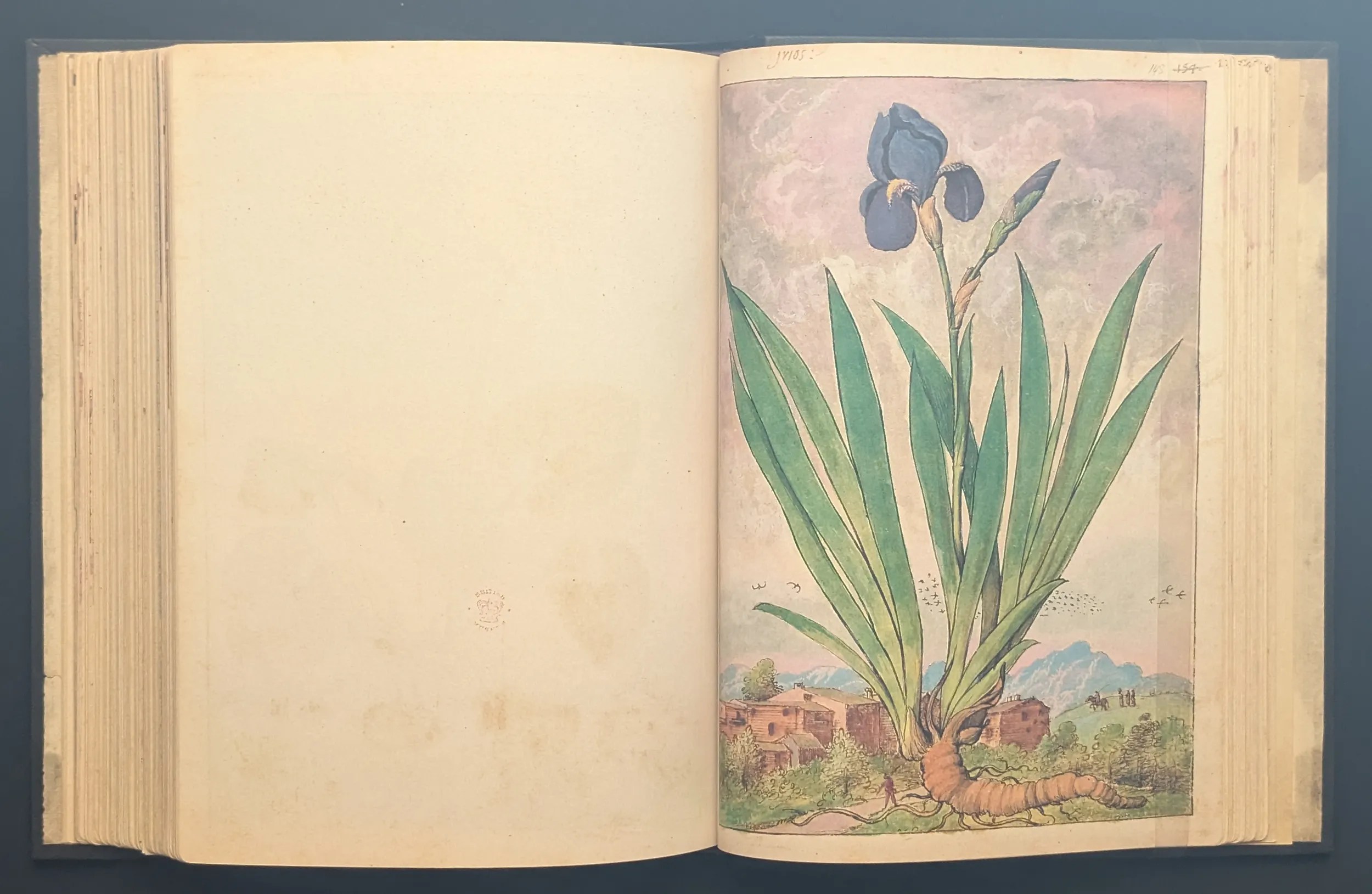 Dioscórides de Cibo y Mattioli folio 148r Lirio