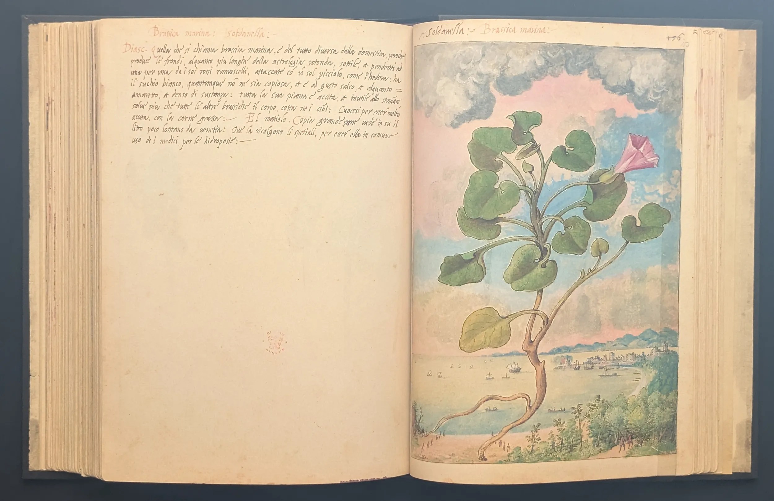 Dioscórides de Cibo y Mattioli folios 149v-150r Berza marina