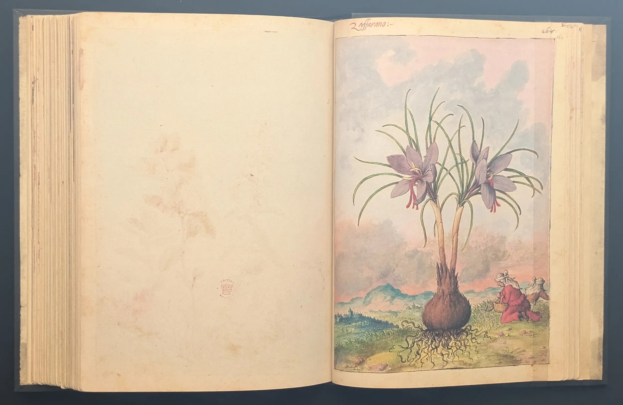 Dioscórides de Cibo y Mattioli folio 160r Azafrán