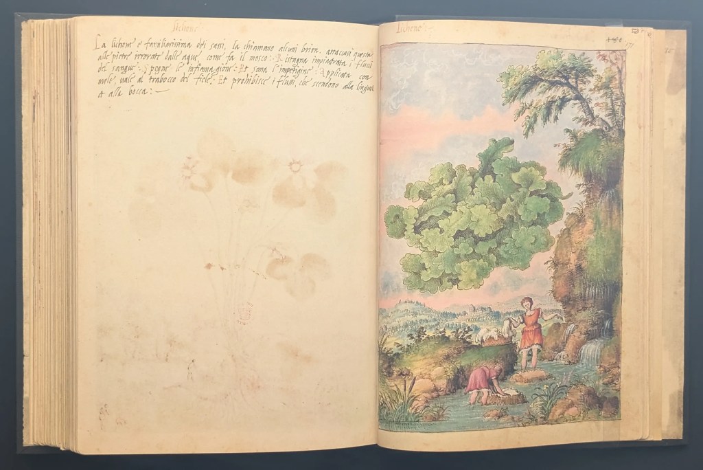 El Dioscórides de Cibo y Mattioli, un hito en la ilustración&nbsp;botánica