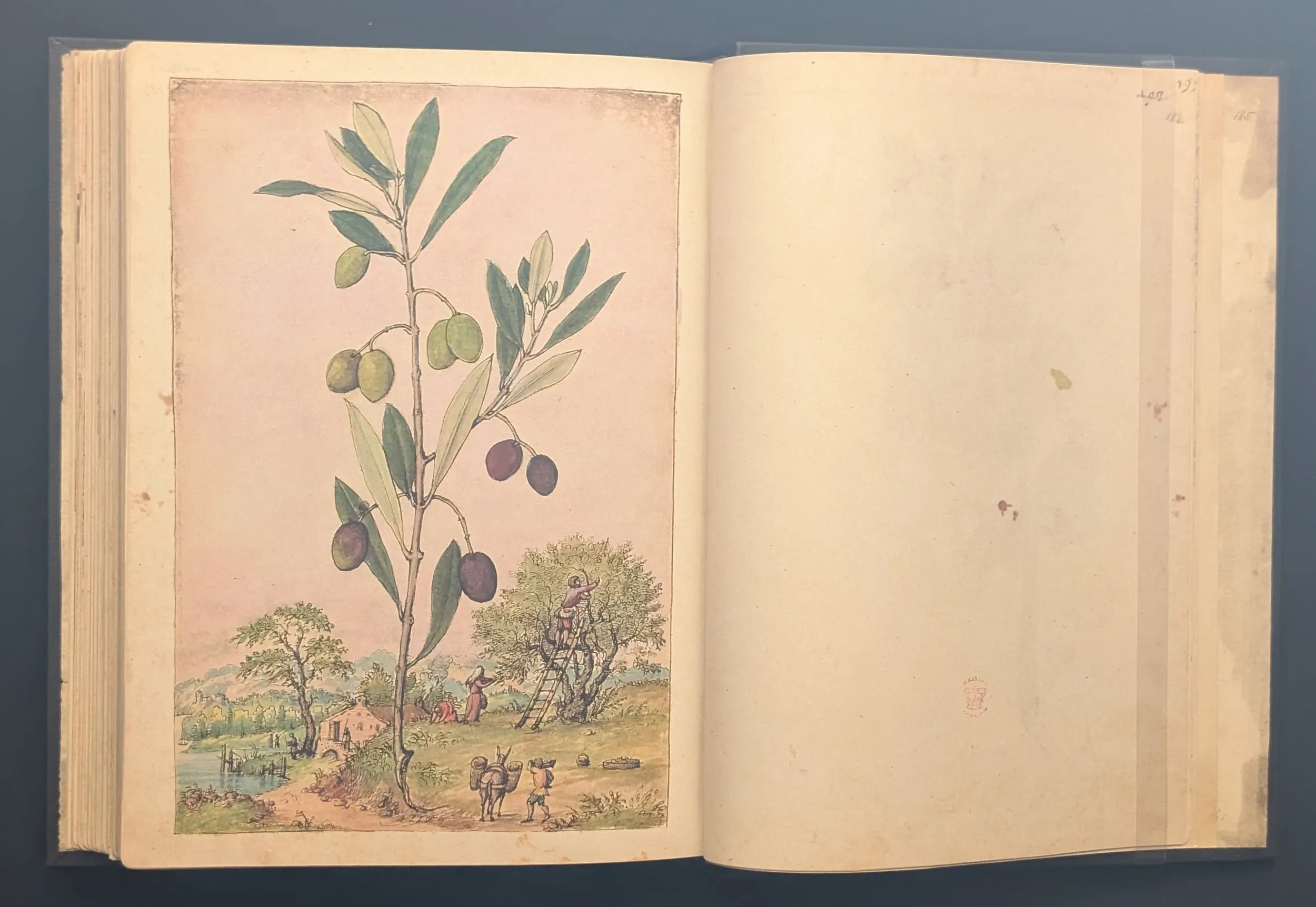 Dioscórides de Cibo y Mattioli folio 181v Olivo