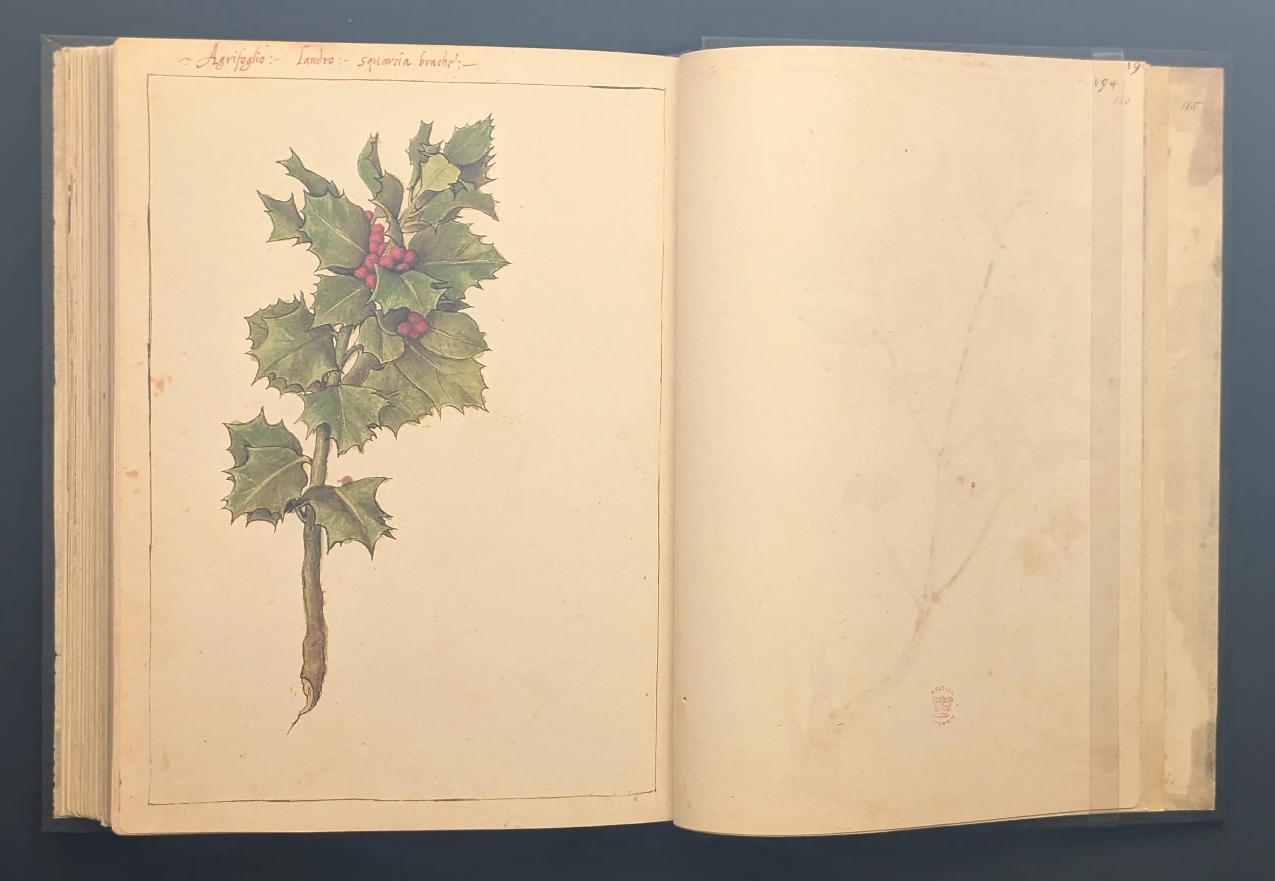 Dioscórides de Cibo y Mattioli folio 182v Acebo