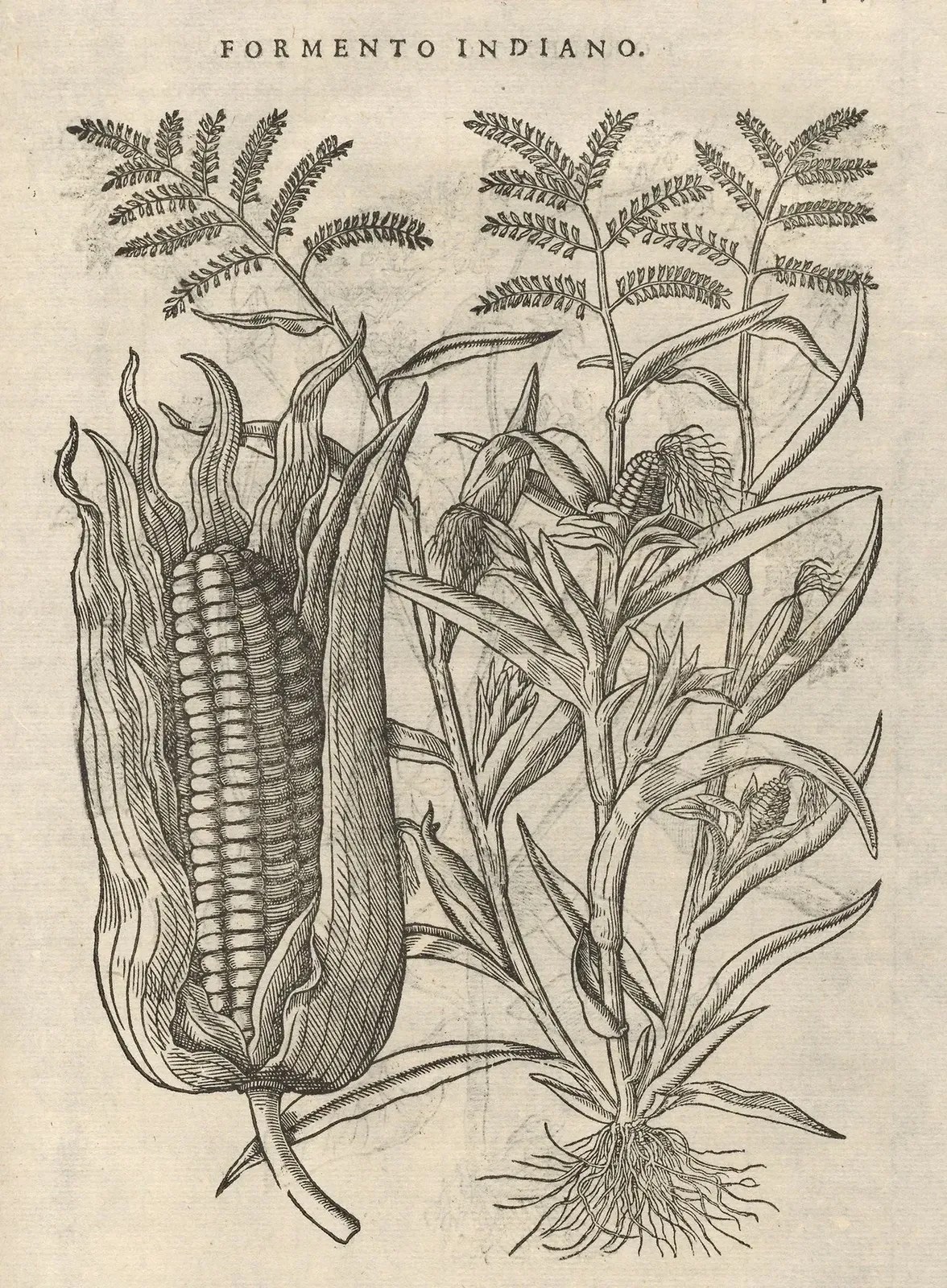 Ilustración de Mattioli, Formento Indiano