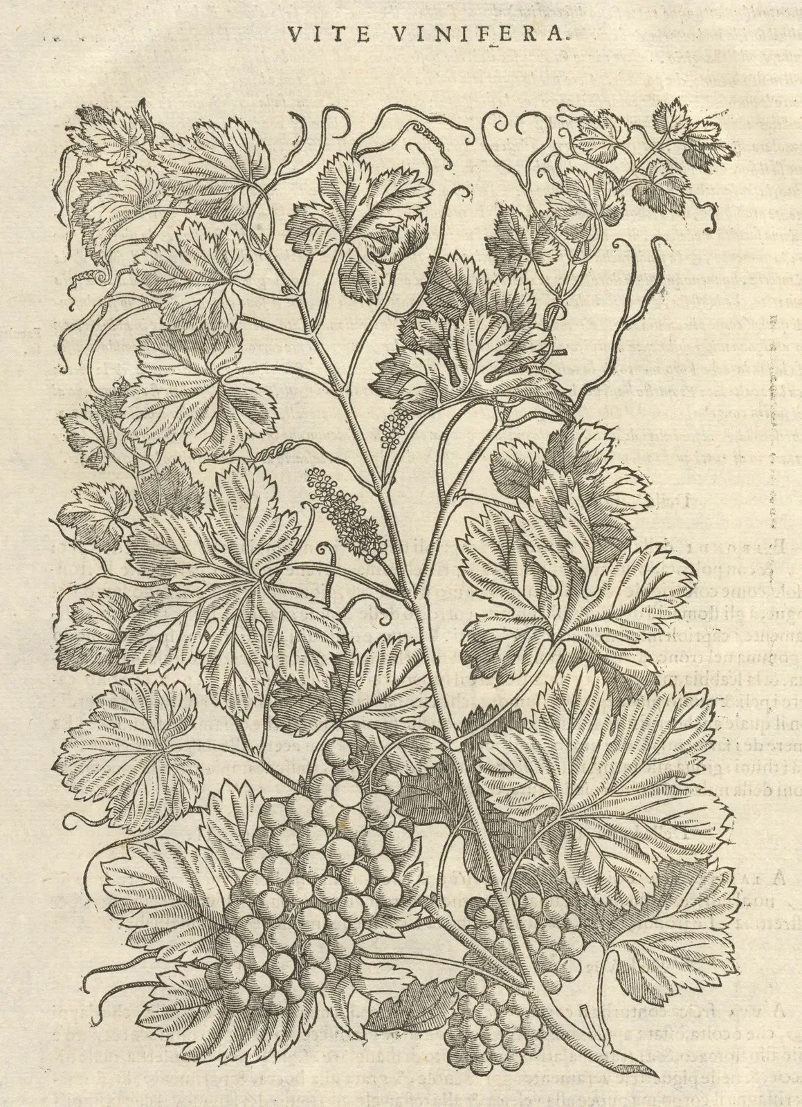Ilustración de Mattioli, Vite vinifera