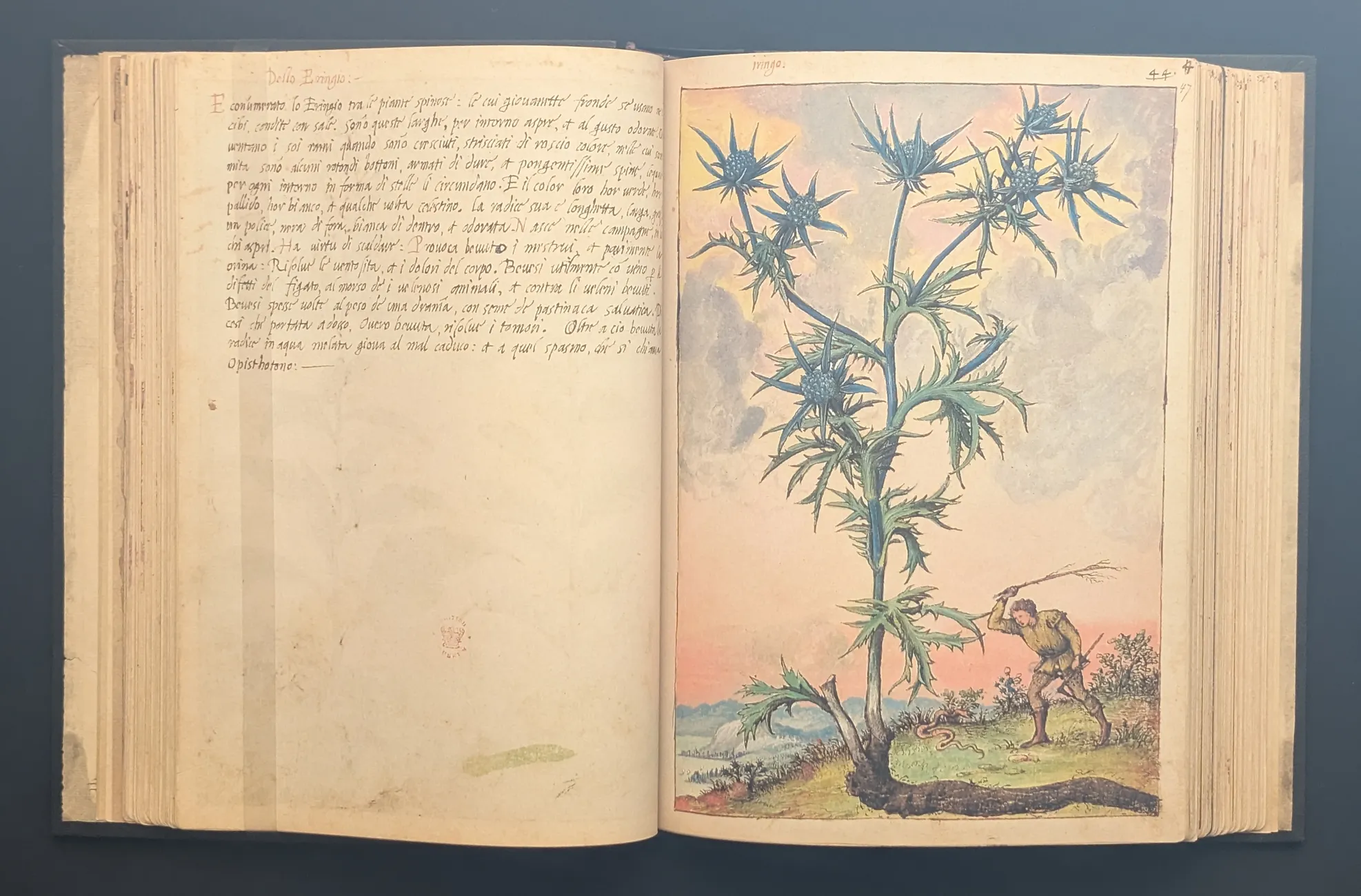 Ilustración botánica del Cardo Corredor del Dioscórides de Cibo y Mattioli